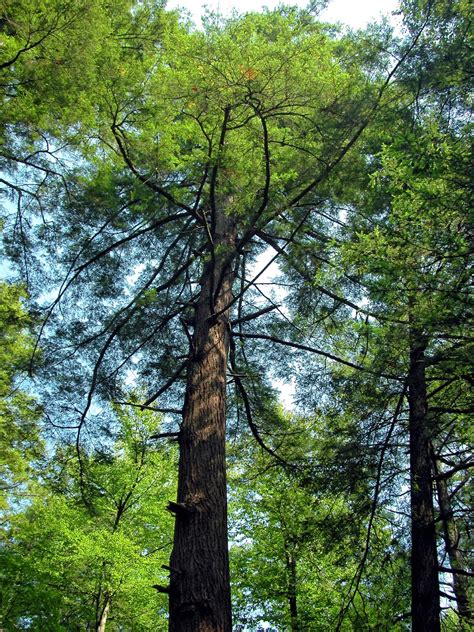 Discover West Virginia: A Stroll Back in Time: Cathedral State Park