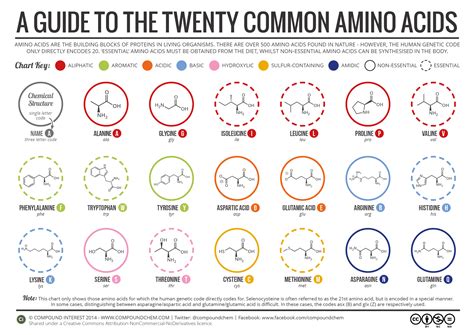Free download amino acid structure - americanniom