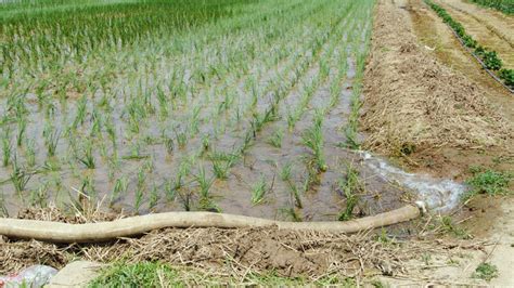 农田灌溉高清图片下载-正版图片600598546-摄图网