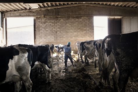 Tens of thousands of Sikh immigrants in Italy are helping keep alive ...