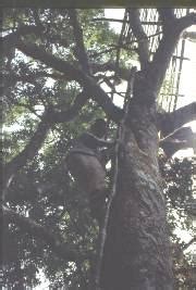 Unexplored Indian Forest Canopies: Are we dealing with an eclipsed view ...