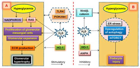 Hydrogen Sulfide: Recent Progression and Perspectives for the Treatment ...