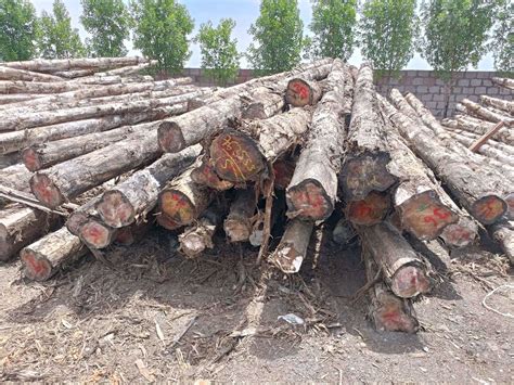 Round And Rough Square Logs | Bansi Woodmine