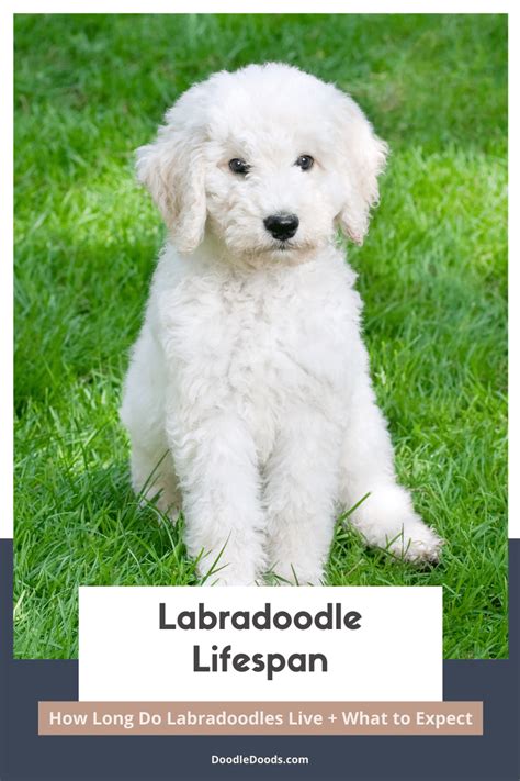Labradoodle Size Chart With 40,000+ Labradoodle Weight Data Points