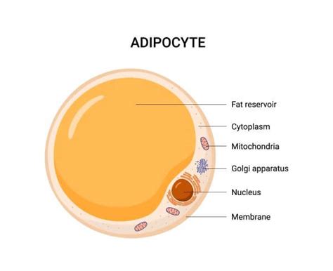 Fat Cell Structure 的图像结果
