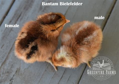 Difference Between Male And Female Bantam Chicks at Alyssa Dalziel blog