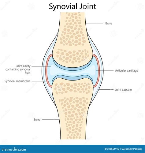Synovial Joint Structure Diagram Medical Science Stock Vector ...