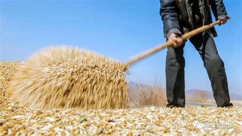 2021年小麦价格会上涨吗？-小麦资源-行业资讯-面粉信息网