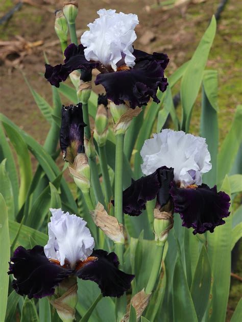 Image result for Shivers