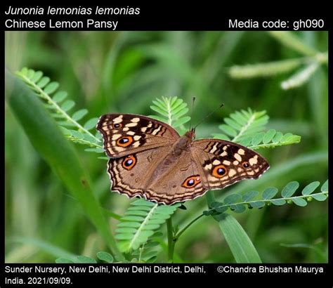 Junonia lemonias | Butterfly