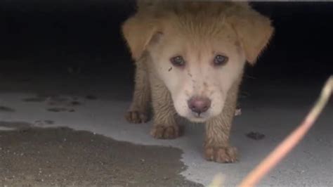 See related image detail. This abandoned puppy was saved from the desolate wilderness and now ...