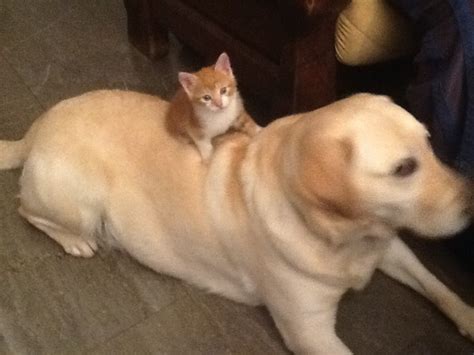 從不合變好友！拉布拉多犬大方讓小貓站在背上 | ETtoday寵物雲 | ETtoday新聞雲