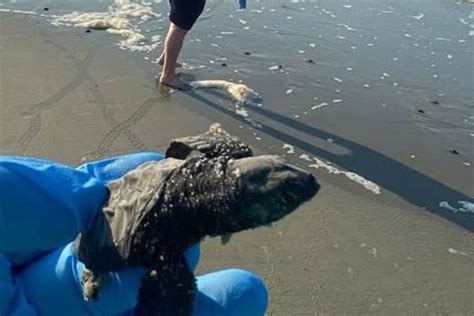 Volunteers help sea turtle hatchling head into the ocean in North ...
