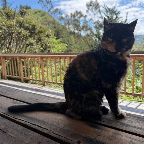 THE BLACK SHEEP INN (Chugchilan) - Lodge Reviews, Photos, Rate ...
