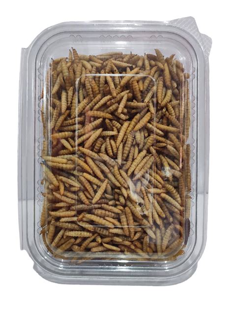 Dry Black Soldier Fly Larvae, Protein Rich Fish Food for Arowana ...