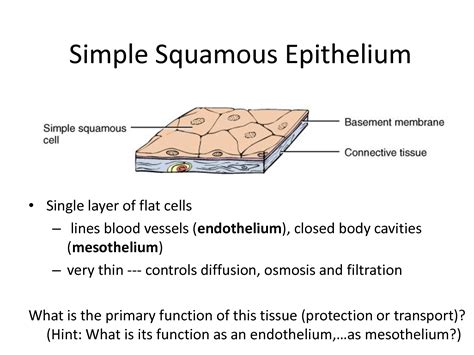 Bone Epithelium Diagram Cell And Molecular Biology Journal: September