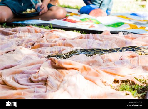 African Rock Python Eating 的图像结果