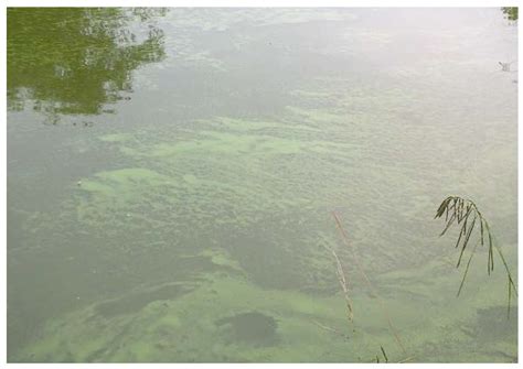 Cyanobacterial Blooms: Current Knowledge and New Perspectives