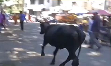 Elderly man injured in stray cattle attack in Madurai, dies