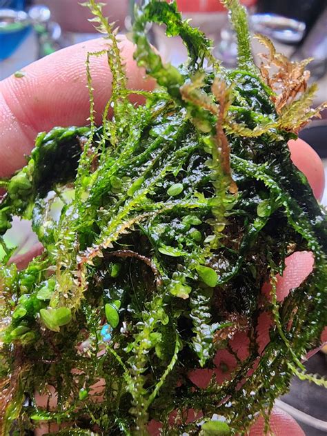 Live Java Moss 的图像结果