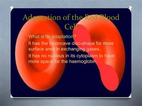 Adaptations Of Rbc