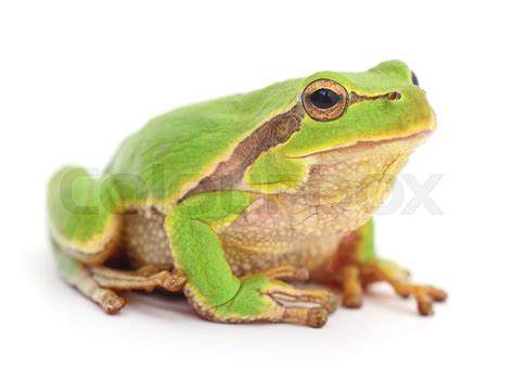 Image result for Small Tree Frog