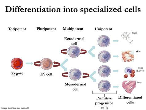 PPT - Stem Cells PowerPoint Presentation, free download - ID:300242
