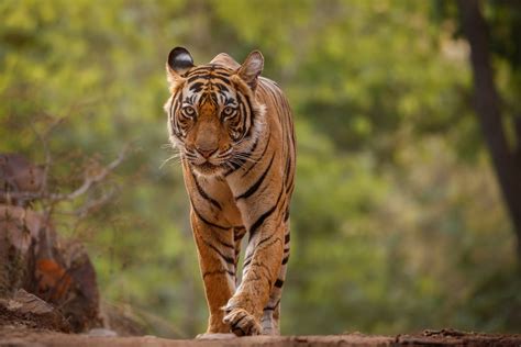 Tiger Tales: Tracking The Majestic Bengal Tiger In India | wildlense.com