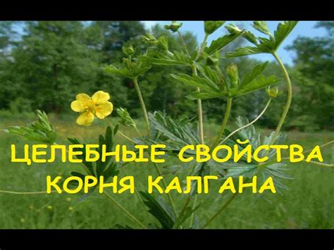 Удивительные свойства корня калгана