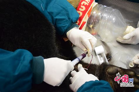 中国大熊猫保护研究中心完成野化大熊猫体检 23日正式放归[组图] _ 图片中国_中国网