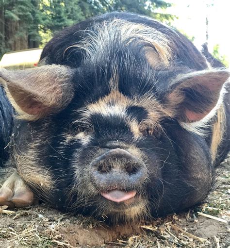 American kunekune pig society – Artofit