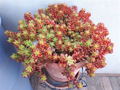 Sedum × rubrotinctum (Jelly Bean) Succulent Plant