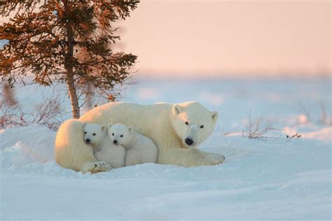 Baby Polar Bear Wallpapers - Top Free Baby Polar Bear Backgrounds ...