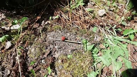 Image result for Primitive Catching Bird