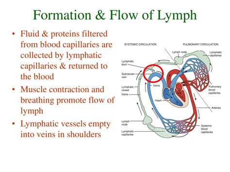 Image result for Lymphatic System Flow