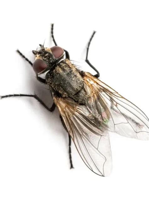 How to Get Rid of Flies - Fly Control Using Fly Trap - FlyTrap