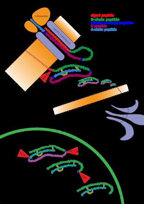 Image result for Post-translational regulation Post-translational Modification