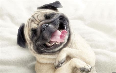 超搞笑狗狗表情图片-可爱狗狗-屈阿零可爱屋