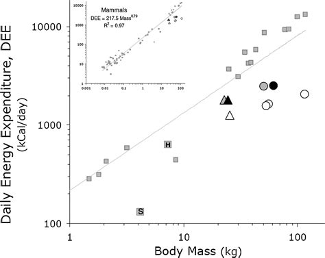 Metabolic adaptation for low energy throughput in orangutans | PNAS