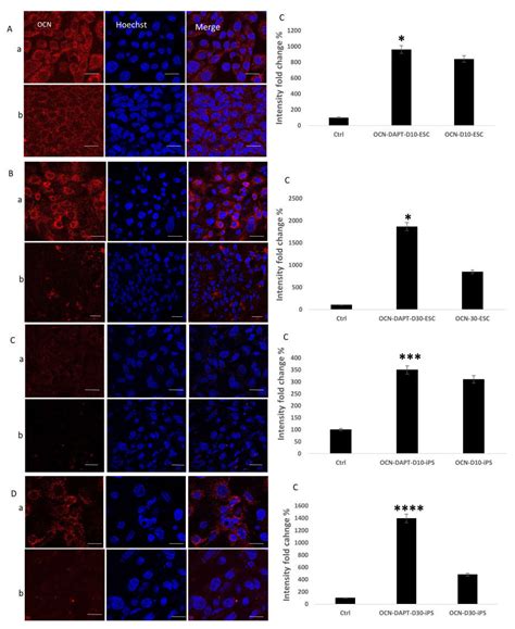 Enhanced Osteogenic Differentiation of Pluripotent Stem Cells via γ ...