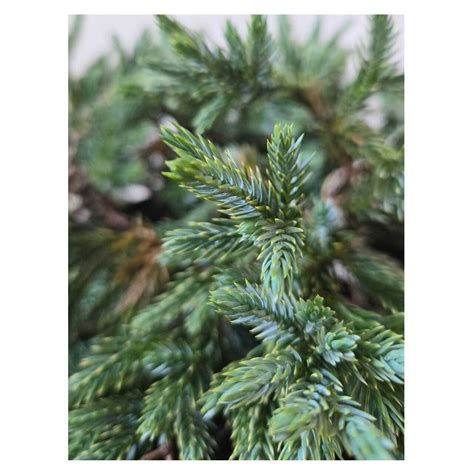 Juniperus squamata 'Blue Star' | Seeding
