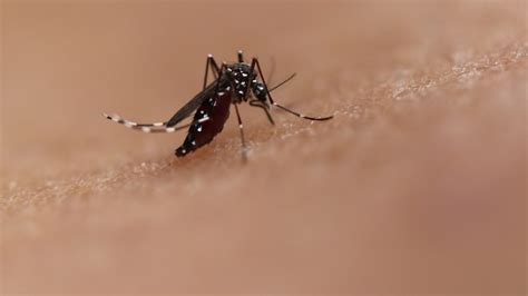 How climate change is spreading dengue across the world - India Today