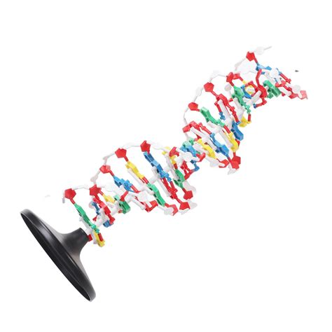 Buy Structure Model, Structure Model Equipment Components Biological ...