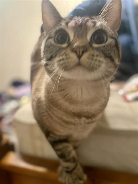 Hat Hub Script Pastebin 的图像结果