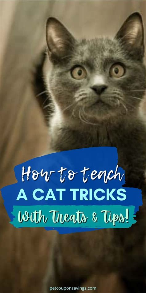 Image result for Cat Training Tutorials