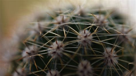 Wallpaper cactus, needles, macro hd, picture, image