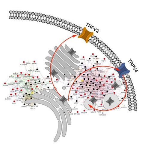 Trafficking of Stretch-Regulated TRPV2 and TRPV4 Channels Inferred ...