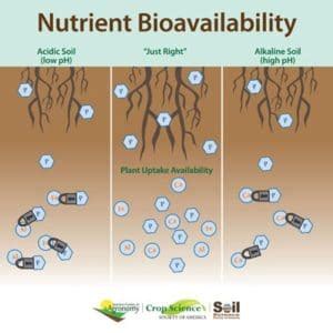 Image result for Nutrient Bioavailability