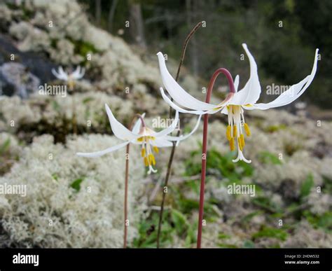 lily family, erythronium montanum, lily families Stock Photo - Alamy