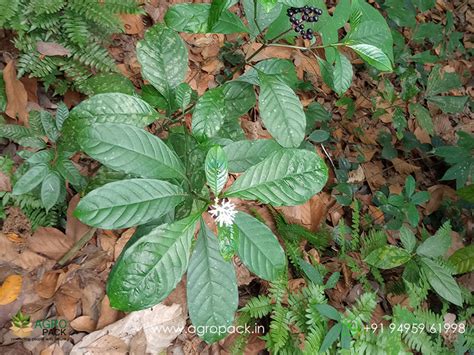 Agropack - Plant hunters for plant collectors and research students